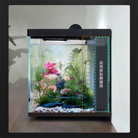 連翹 魚缸